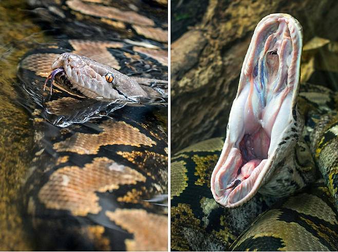 그물무늬비단뱀은 세계에서 가장 긴 뱀 종으로 대개 몸길이가 3~6m에 달한다. 오른쪽은 하품하는 그물무늬비단뱀의 모습. 기네스 세계 기록 제공