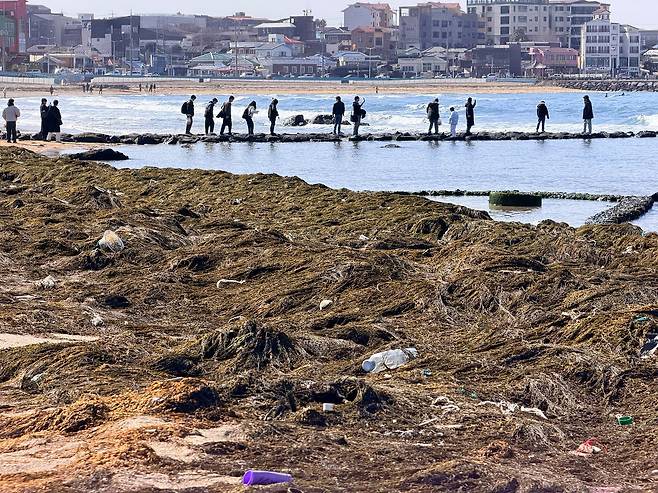이달 9일 오후 제주시 이호해수욕장과 해안 등을 뒤덮은 괭생이모자반 사이로 관광객이 사진을 찍고 있다. 최충일 기자