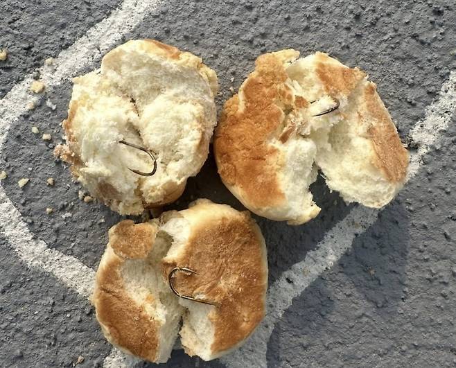 전남 나주 반려견놀이터에서 발견된 빵. 낚싯바늘이 꽂혀 있다./사진=SNS 캡처