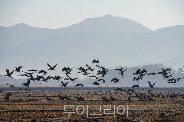 비상하는 흑두루미