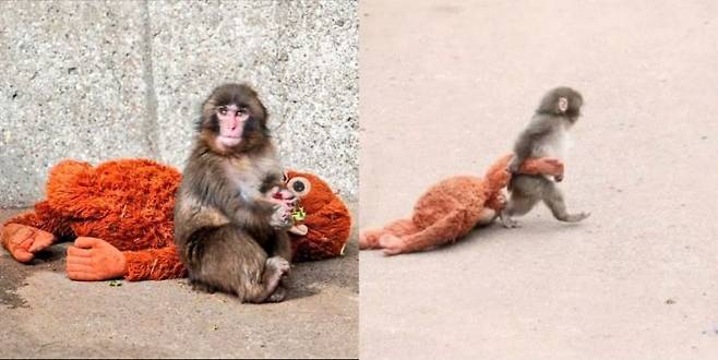 엄마 대신 인형을 끌고 다니는 새끼 원숭이 펀치. SNS