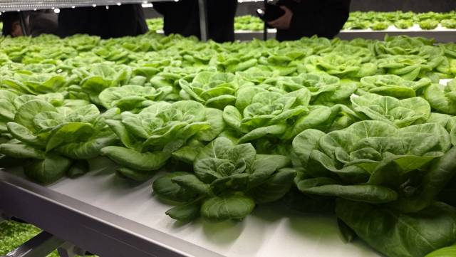 폐지하보도 스마트팜 '대전팜'에서 엽채류가 자라고 있는 모습. 사진=김중곤 기자