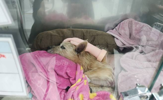 손 모형을 쓰다듬듯이 머리 위에 얹어 놓자 실제로 혈압이 떨어지며 안정을 취한 땅콩(고려동물메디컬센터 제공) ⓒ 뉴스1