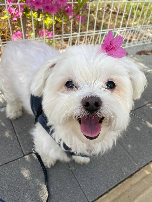 강남이의 봄. 보호자 제공