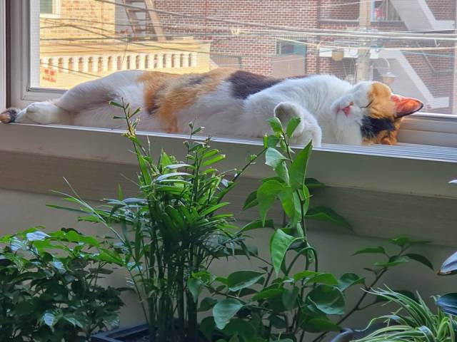 ▲ 창가에 누워 쉬고 있는 고양이 다지. ⓒ다지 보호자 제공