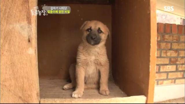 지난 2011년, 인천 중구 영종도의 한 주택가에서 발견된 강아지의 모습. SBS TV동물농장 캡처