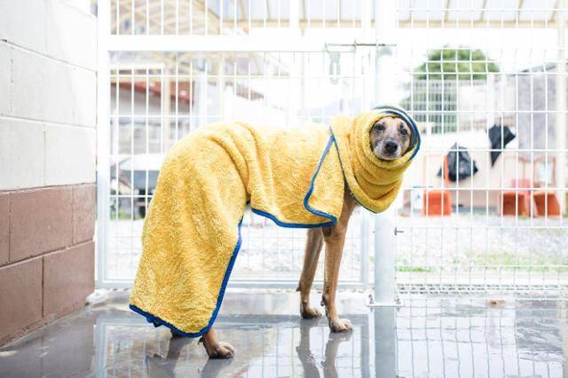 기약 없는 보호소 생활은 15년간 이어졌지만, 별이는 항상 사람에게 웃음을 건네고 웃음을 선사한다는 게 활동가들의 설명이다. 동물자유연대 제공