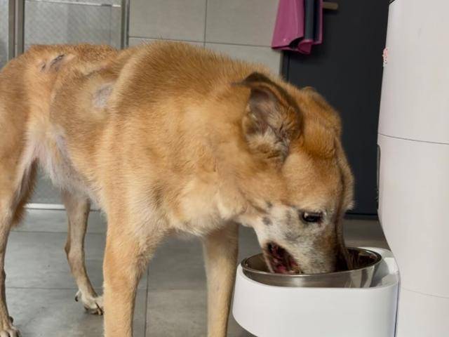 별이는 현재 췌장에 종양이 발견돼 식사량을 줄이고 매 식사 이후 혈당을 점검하고 있다. 동그람이 정진욱