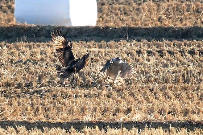 울산 울주군 온양들녘에서 천연기념물이자 멸종위기 야생생물 Ⅱ급인 참매와 말똥가리가 오리 한 마리를 두고 맞붙었다. 치열한 대치 끝에 말똥가리가 먼저 먹이를 차지했고, 이후 참매가 남은 먹이를 먹는 '교대 포식' 장면까지 관찰됐다. 사진 윤기득 시민생물학자(사진작가), 울산시