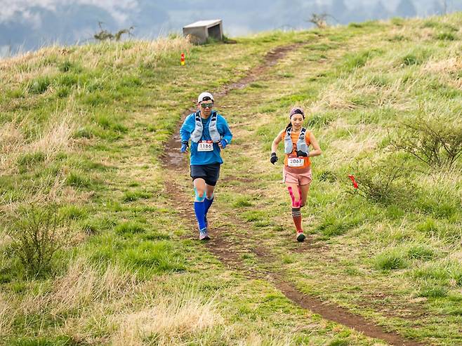 2025 제주국제트레일런 참가자들이 제주도내 오름 코스를 달리고 있다. 사진 제주관광공사