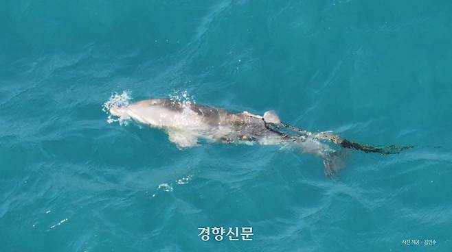 폐어구가 얽혀 등지느러미가 잘려나가고 있는 어린 제주 남방큰돌고래. 지난 2월22일 찍힌 모습. 핫핑크돌핀스 제공