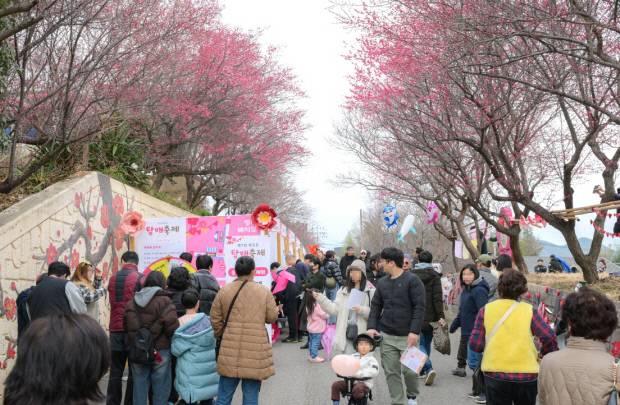매곡동 탐매축제 현장. 순천시 제공