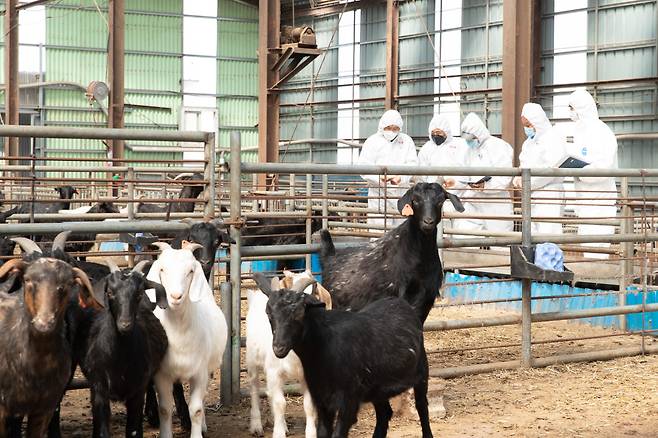 농촌진흥청 국립축산과학원 직원들이 울산광역시 흑염소 농가에서 '축산 현장 맞춤형 종합 컨설팅'을 실시하고 있다.(사진제공=농촌진흥청)