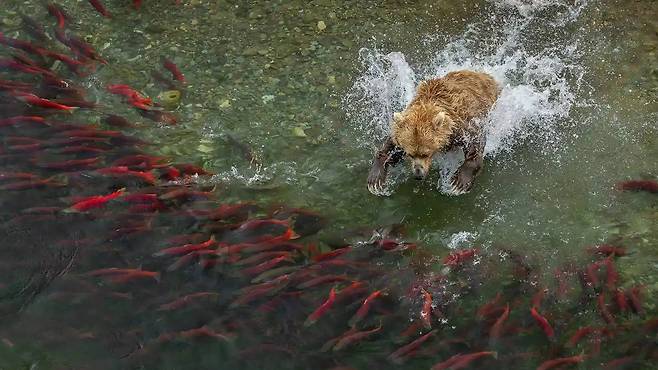 2026 세계 자연 사진 어워즈