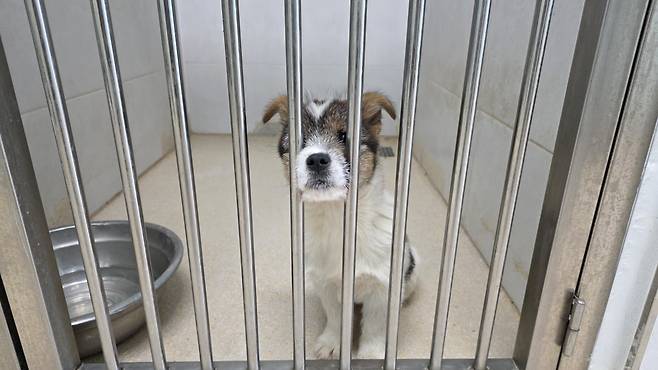 청주시 반려동물보호센터에서 보호 중인 한 유기견이 새 가족을 기다리고 있다.