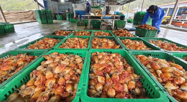 26일 오전 통영시 산양읍 영운리 물량장에서 ‘바다의 꽃’이라 불리는 멍게(우렁쉥이) 수확 작업이 한창이다. 김민진 기자