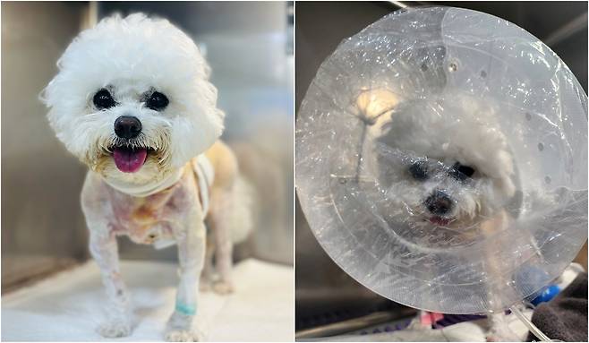 수술 후 입원장에서 회복 중인 반려견(넬동물의료센터 제공) ⓒ 뉴스1