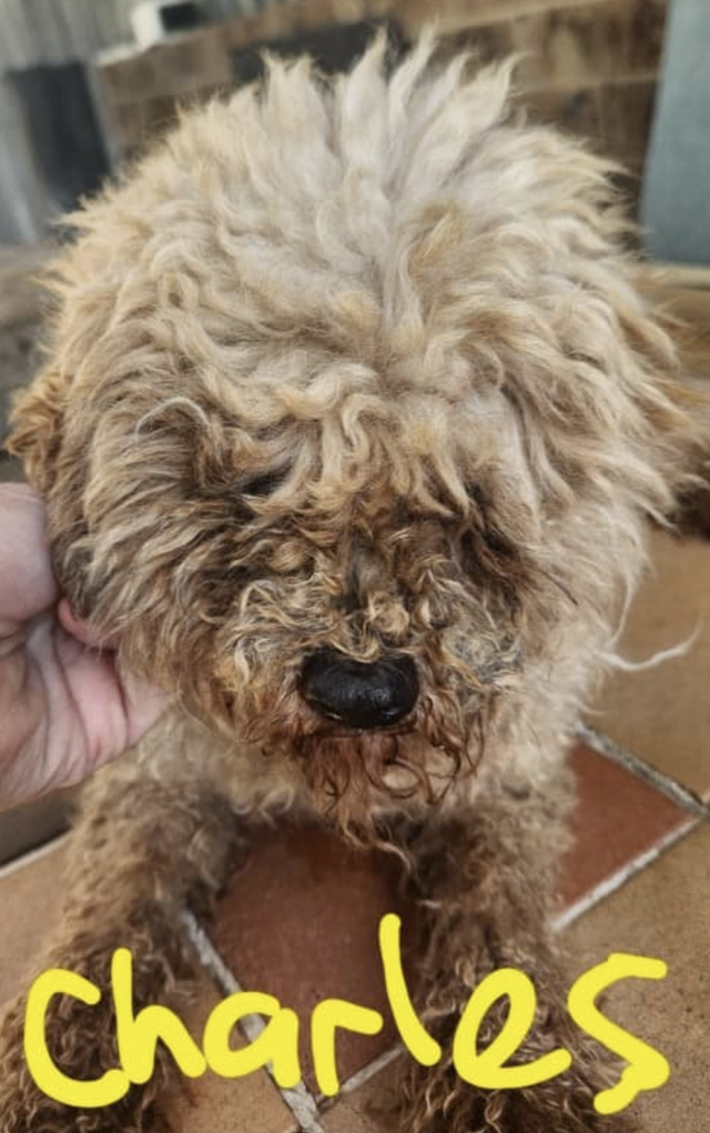 콤부의 입양 전 이름은 찰스! 이 사진은 임보처를 찾는 사진이었어요. 보호자 제공