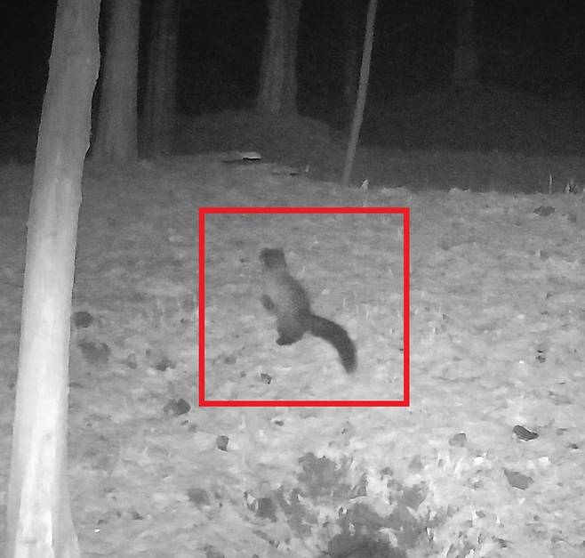 충북 진천 미호강 일대에서 CCTV에 포착된 노란목도리담비. (사진 현대모비스)/뉴스펭귄