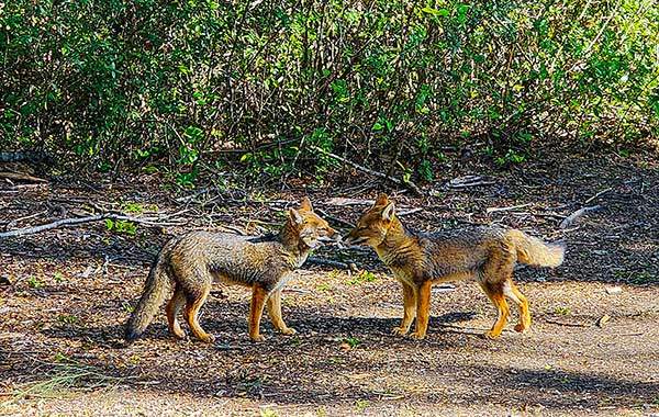 여우들의 연애. 페트로우에폭포 아래에 '연인들의 길'이라는 산책로가 있다. 사람이 연애하는 모습도, 여우가 연애하는 모습도 보인다.