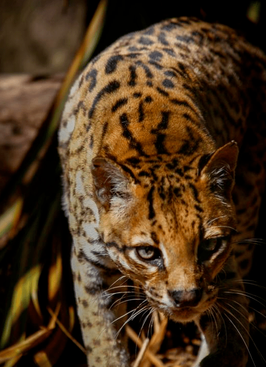 CITES 부속서 1에 등재돼있는 오셀롯 (사진 IUCN/Victor Okada Vendramini)