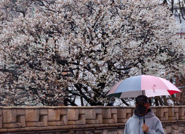 ▲ 봄비가 내린 27일 부산 수영구 한 주택가에 활짝 핀 매화 앞으로 주민이 우산을 쓰고 지나가고 있다. 연합뉴스