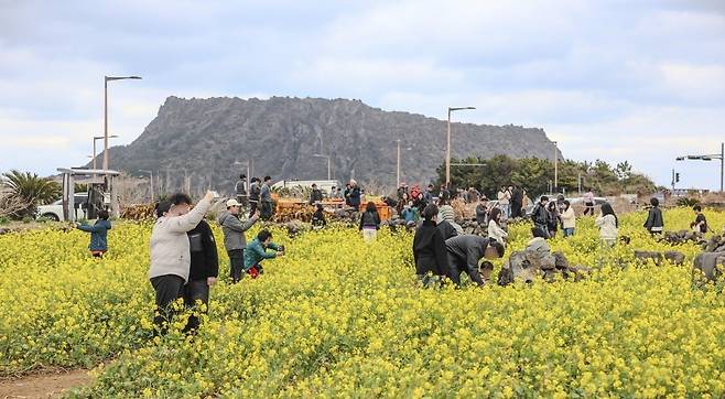 1일 제주 서귀포시 성산포 JC공원 인근 유채꽃밭을 찾은 시민들이 즐거운 시간을 보내고 있다. 사진=임형택 기자