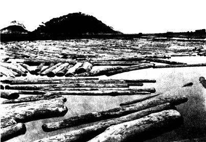 황장봉산 일대에서 벌목된 나무가 남강을 통해서 동해안으로 운송되는 모습. 녹색연합 제공