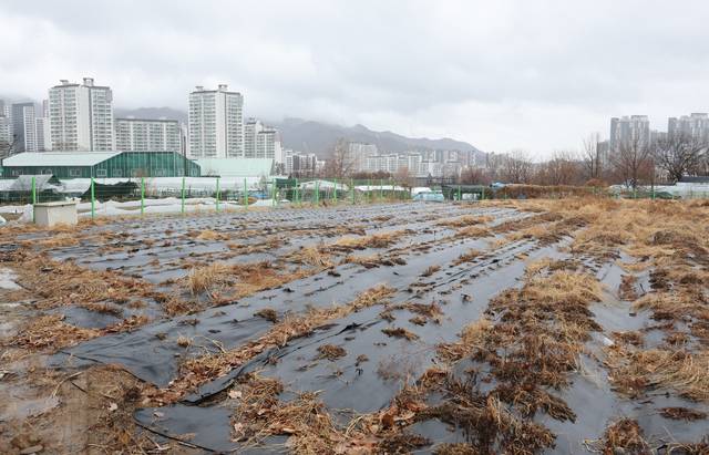 전수조사 앞둔 농지 : 2일 경기 과천 시내 한 농지 너머로 아파트 단지가 늘어서 있다. 정부는 이재명 대통령의 지시에 따라 전국 농지 소유자를 대상으로 한 전수조사를 처음으로 추진하고 있다. 연합뉴스