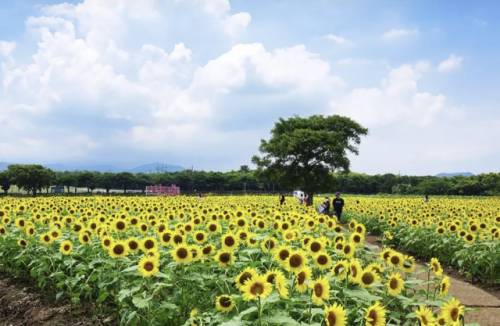 렛츠런팜은 국내 경주마를 육성하고 관리하는 목장이다. 맑은 하늘과 올록볼록 솟은 오름들, 푸른 초원과 말이 어우러진 풍경은 명작보다 깊은 감동을 준다.