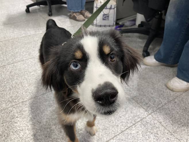 애니멀 호딩 현장에서 구조돼 일반 가정에서 임시보호를 받고 있는 유기견 코코. 손인규 기자