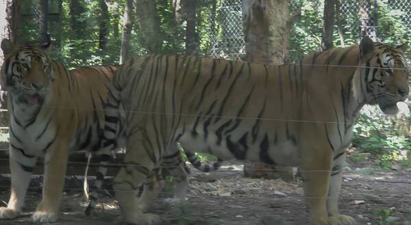 지난해 8월 사파리월드에서 생활하던 건곤이(왼쪽)와 태호의 모습. 독자 제공