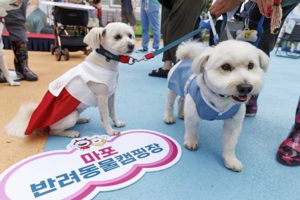 '마포 반려동물캠핑장' 행사에 한복을 입고 참여한 반려견들. ⓒ마포구