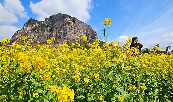 꽃샘추위가 찾아온 8일 오전 제주 서귀포시 안덕면 산방산 인근에 봄의 전령 유채꽃이 활짝 펴 상춘객들의 시선을 사로 잡고 있다./뉴시스