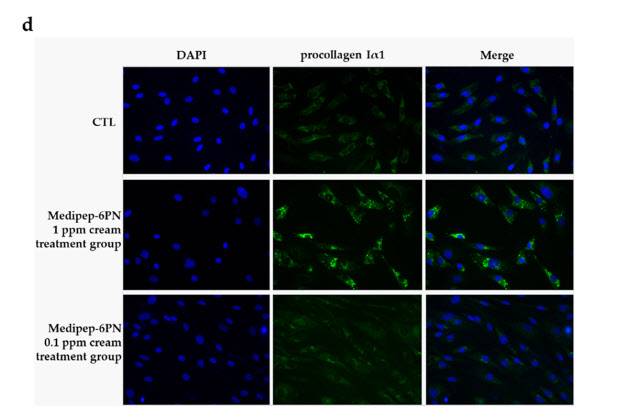 Medipep-6PN은 인간 진피섬유아세포(HDF)를 이용한 세포 실험에서, 1 ppm 처리 시 procollagen I1 발현이 대조군 대비 약 42% 증가해 콜라겐 생합성을 촉진하는 것으로 확인됐다.