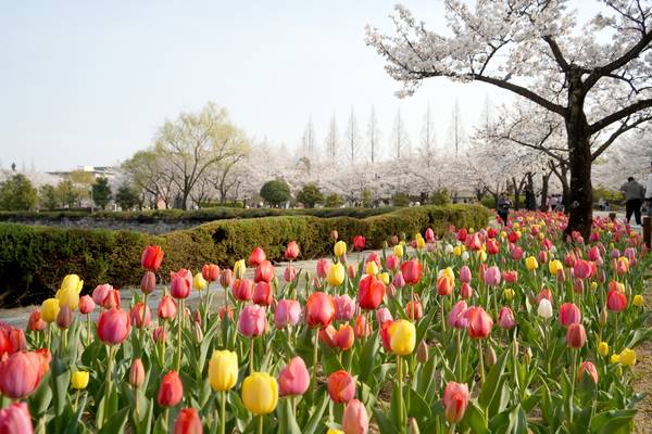 김해 연지공원 벚꽃과 튤립. /김해시