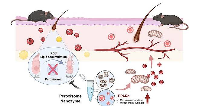 원광대 자바대학원 진은정 교수팀, 퍼록시좀 기반 탈모 원인 규명 관련 자료사진. 원광대 제공