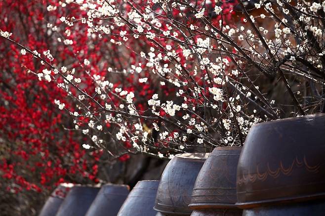 광양 매화마을 / 사진 = 한국관광공사