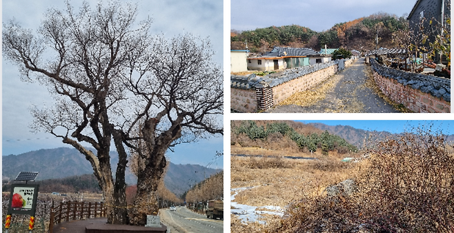 사진좌부터) 탑들이 마을 입구에 500년을 지켜온 느티나무, 탑들이 마을 전경, 뱀의 머리 부분이라 전해지는 곳에 석탑의 흔적이 남아 있다. /김세동기자