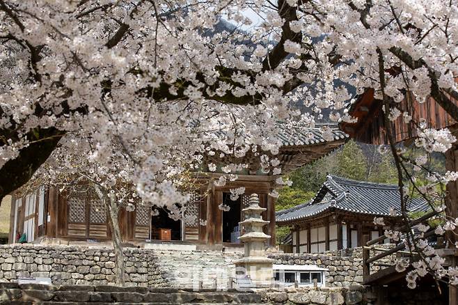 부안 내소사 벚꽃 풍경 (사진=코레일관광개발)