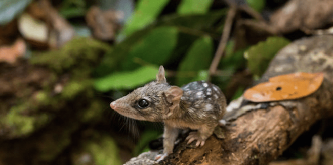 세계자연보전연맹 적색목록 멸종위기(EN) 등급으로 분류된 북부쿠올. (사진 IUCN)/뉴스펭귄