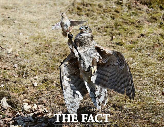 참매 다래가 '매섭게' 날아들어 메추리를 사냥하고 있다. 매를 부드럽게 쓰다듬는데서 생긴 '매만지다', 부드럽고 반들거리는 매의 느낌에서 비롯된 '매끄럽다', 매의 눈빛처럼 날카롭다는 뜻의 '매섭다', 매가 꿩을 낚아챌 때의 사나운 모습의 '매몰차다', 매가 다리에 줄이 묶인 채 날아가려고하다 거꾸로 뒤집어지는 모습의 '매달다' 등 매에서 비롯된 우리말은 다양하다.