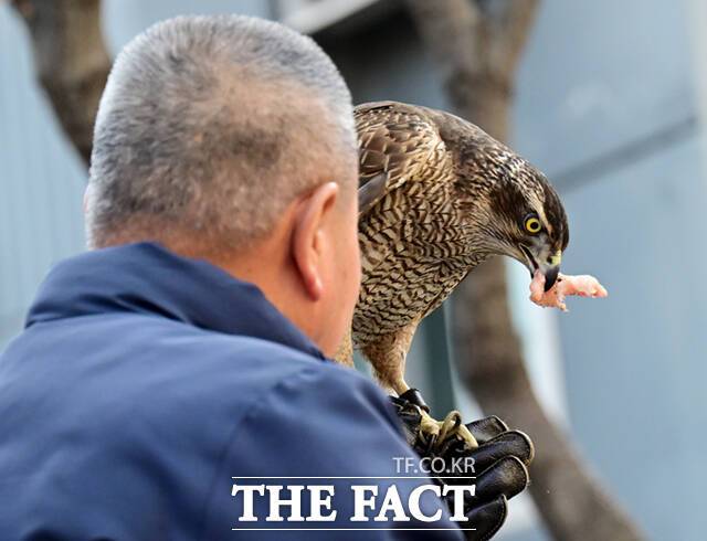 매도 사람처럼 성격이 달라 길들이는 것도 제각각이다. 보통 3~4일이면 적응하는 다른 매들과 달리 '다래'는 9일 만에 처음으로 사람이 주는 먹이를 먹었다.