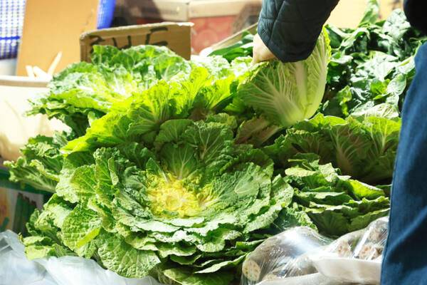 '두바이 쫀득 쿠키'(두쫀쿠)에 이어 '봄동 비빔밥'이 인기를 끌면서 봄 제철 채소인 봄동 가격이 한 달 새 30% 가까이 오른 것으로 나타났다. 농산물유통정보에 따르면 지난 2일 서울 가락시장 봄동(상 등급) 15kg 평균 도매가는 4만8천841원으로 한 달 전보다도 1만 원 넘게(29%) 올랐다. 지난달 11일엔 같은 등급의 봄동 가격이 6만456원으로 최고점을 찍는 등 최근 한 달간 큰 가격 변동을 보였다. 사진은 4일 서울의 한 시장에서 봄동을 고르는 시민. 연합뉴스