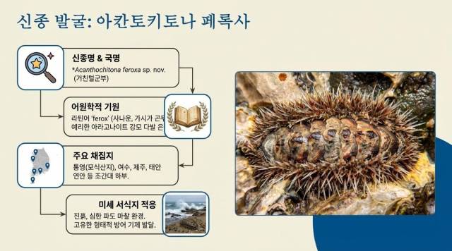 거친털군부 설명 사진. 황 교수 제공
