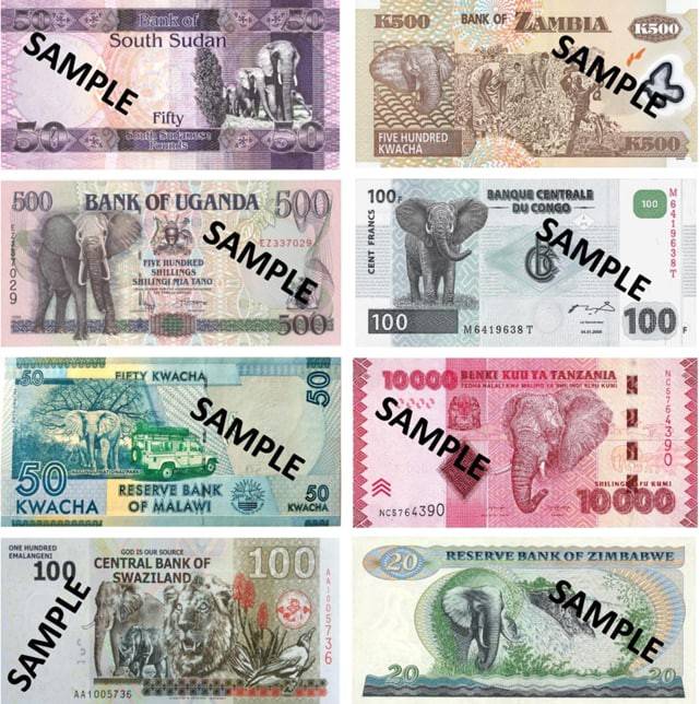 코끼리, 사자, 표범과 같은, 이른바 '카리스마가 있는' 종은 여러 국가에서 반복적으로 등장했다. (사진 논문 DOI: 10.1002/pan3.10681 캡처)/뉴스펭귄