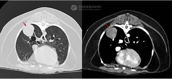 폐 CT 검사 결과 발견된 종괴(본동물의료센터 제공) ⓒ 뉴스1