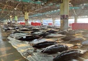 부산공동어시장 위판장에 오른 국산 참다랑어. /부산시 제공