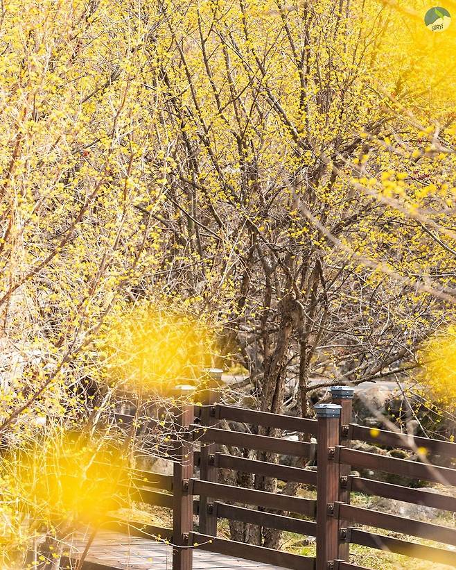 구례 산수유 꽃축제 자료 사진