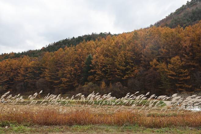 물억새는 횡대로 뻗는 리좀 때문에 가로로 줄을 지어 늘어선 모양으로 자란다. ⓒ허태임 제공
